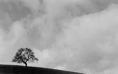 Tree against the sky